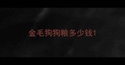 金毛狗狗粮多少钱