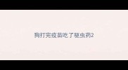 狗打完疫苗吃了驱虫药