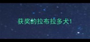 获奖的拉布拉多犬