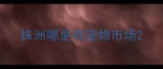 株洲哪里有宠物市场