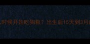 泰迪幼犬什么时候开始吃狗粮出生后15天到3月龄喂养全指南