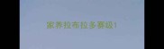 家养拉布拉多赛级