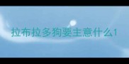 拉布拉多狗要主意什么