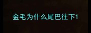 金毛为什么尾巴往下