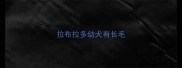 拉布拉多幼犬有长毛