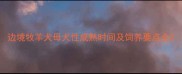 边境牧羊犬母犬性成熟时间及饲养要点全