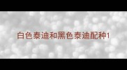 白色泰迪和黑色泰迪配种