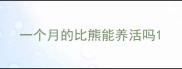 一个月的比熊能养活吗