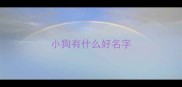 小狗有什么好名字