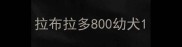 拉布拉多800幼犬