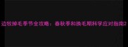 边牧掉毛季节全攻略春秋季和换毛期科学应对指南