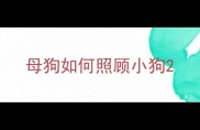 母狗如何照顾小狗