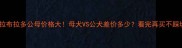 拉布拉多公母价格大母犬VS公犬差价多少看完再买不踩坑