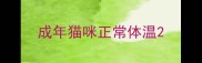 成年猫咪正常体温