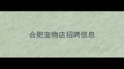 合肥宠物店招聘信息