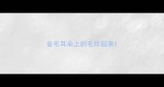 金毛耳朵上的毛炸起来