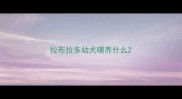 拉布拉多幼犬喂养什么