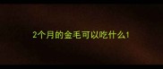 2个月的金毛可以吃什么