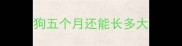 狗五个月还能长多大