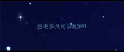 金毛多久可以配种