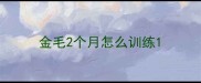 金毛2个月怎么训练