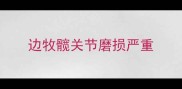 边牧髋关节磨损严重