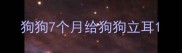 狗狗7个月给狗狗立耳