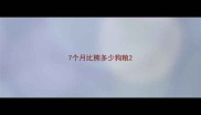 7个月比熊多少狗粮