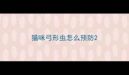猫咪弓形虫怎么预防