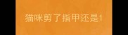 猫咪剪了指甲还是
