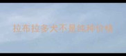 拉布拉多犬不是纯种价格
