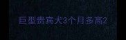 巨型贵宾犬3个月多高