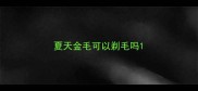 夏天金毛可以剃毛吗