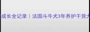 巴吉度成长全记录法国斗牛犬3年养护干货大公开