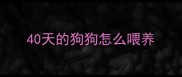 40天的狗狗怎么喂养