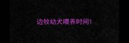 边牧幼犬喂养时间