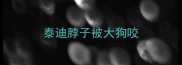 泰迪脖子被大狗咬