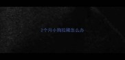 2个月小狗拉稀怎么办