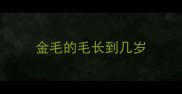 金毛的毛长到几岁