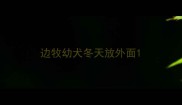 边牧幼犬冬天放外面