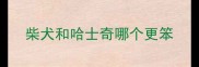 柴犬和哈士奇哪个更笨