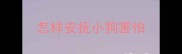 怎样安抚小狗害怕