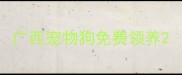 广西宠物狗免费领养