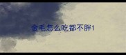 金毛怎么吃都不胖