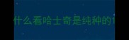 什么看哈士奇是纯种的