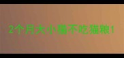 2个月大小猫不吃猫粮