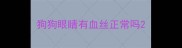 狗狗眼睛有血丝正常吗