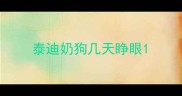 泰迪奶狗几天睁眼