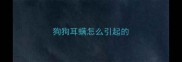 狗狗耳螨怎么引起的
