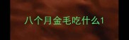 八个月金毛吃什么